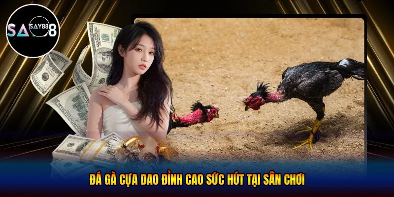 Đá gà cựa dao - Đỉnh Cao Sức Hút Tại Sân Chơi